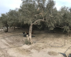 Al-3117, Pechina, Almería 04250, 1 Bedroom Bedrooms, ,Terreno Rústico,En Venta,Al-3117,1197